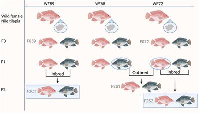 Intergenerational Transfer of Persistent Bacterial Communities in Female Nile Tilapia